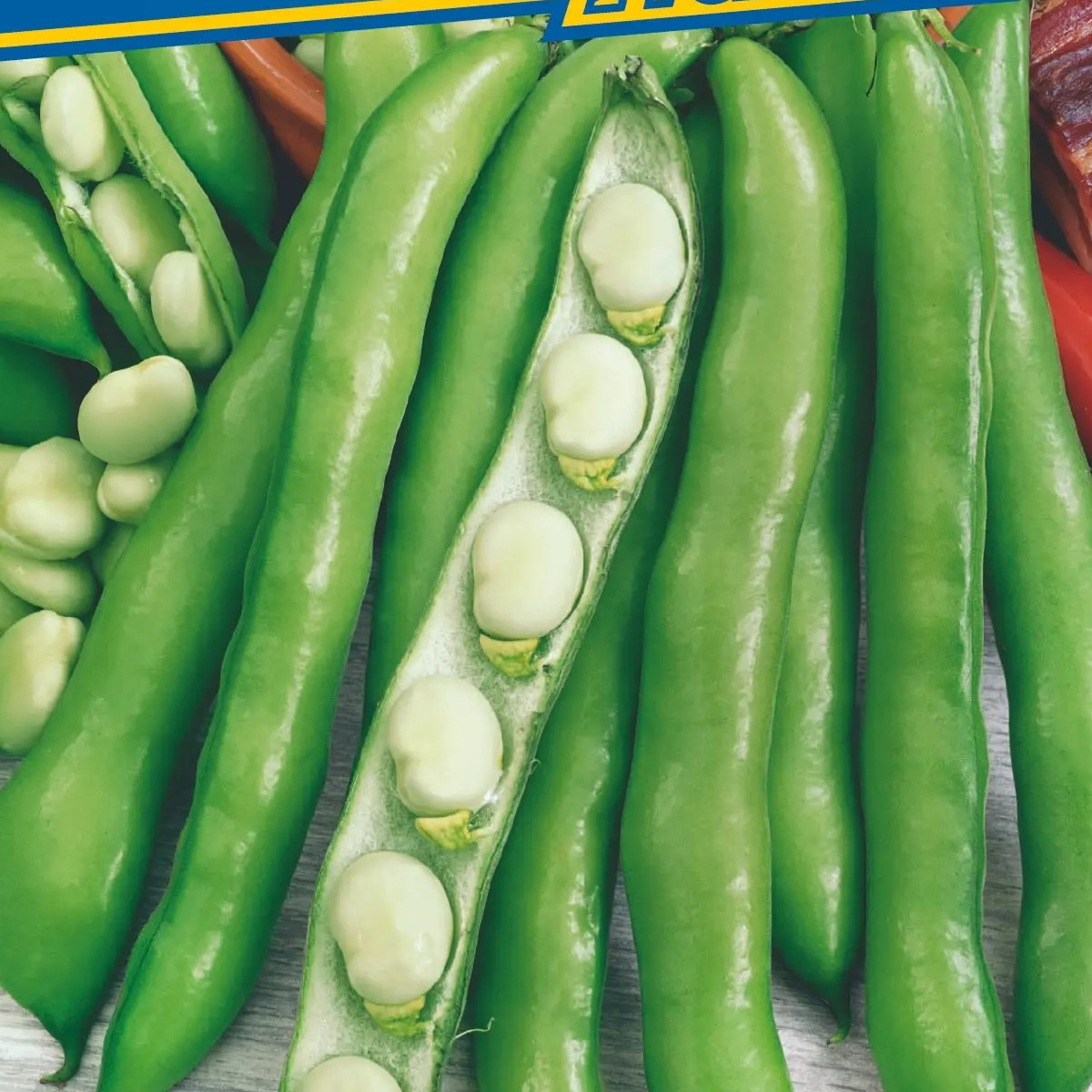 Bob obecný Perla - Vicia faba - semena bobu - 20 ks