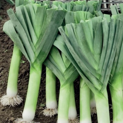 Pór Herbstriesen 2 - Allium porrum - semena póru - 200 ks