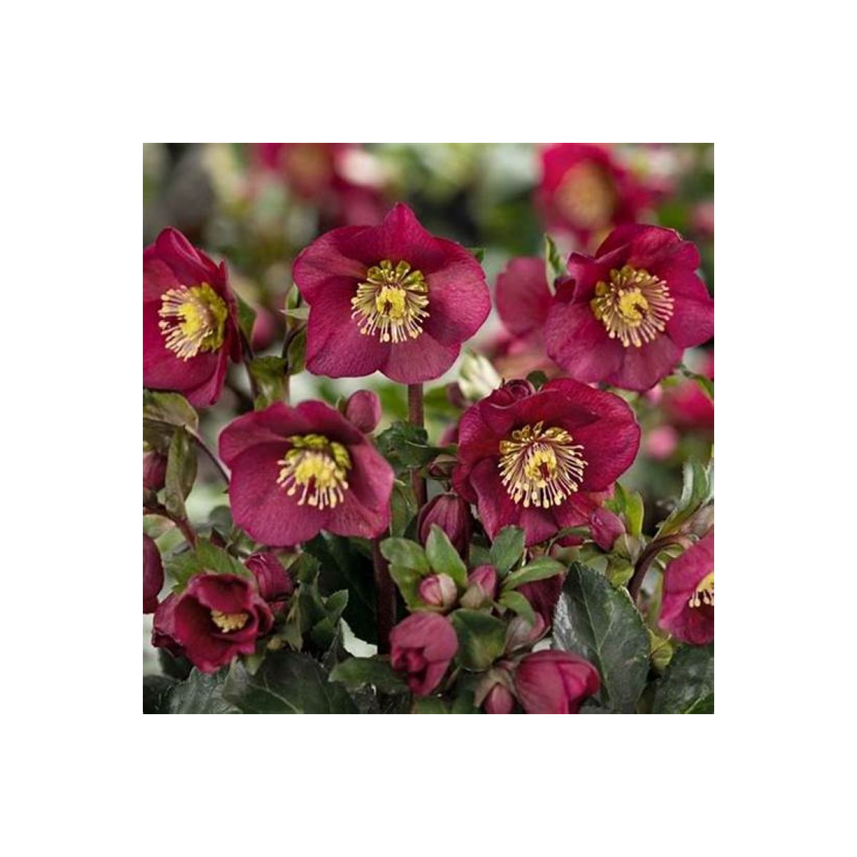Čemeřice nachová - Helleborus purpurascens - prostokořenné sazenice čemeřice - 1 ks
