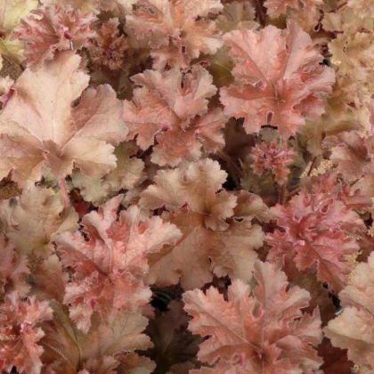 Dlužicha Cappuccino - Heuchera - prostokořenné sazenice dlužichy - 1 ks