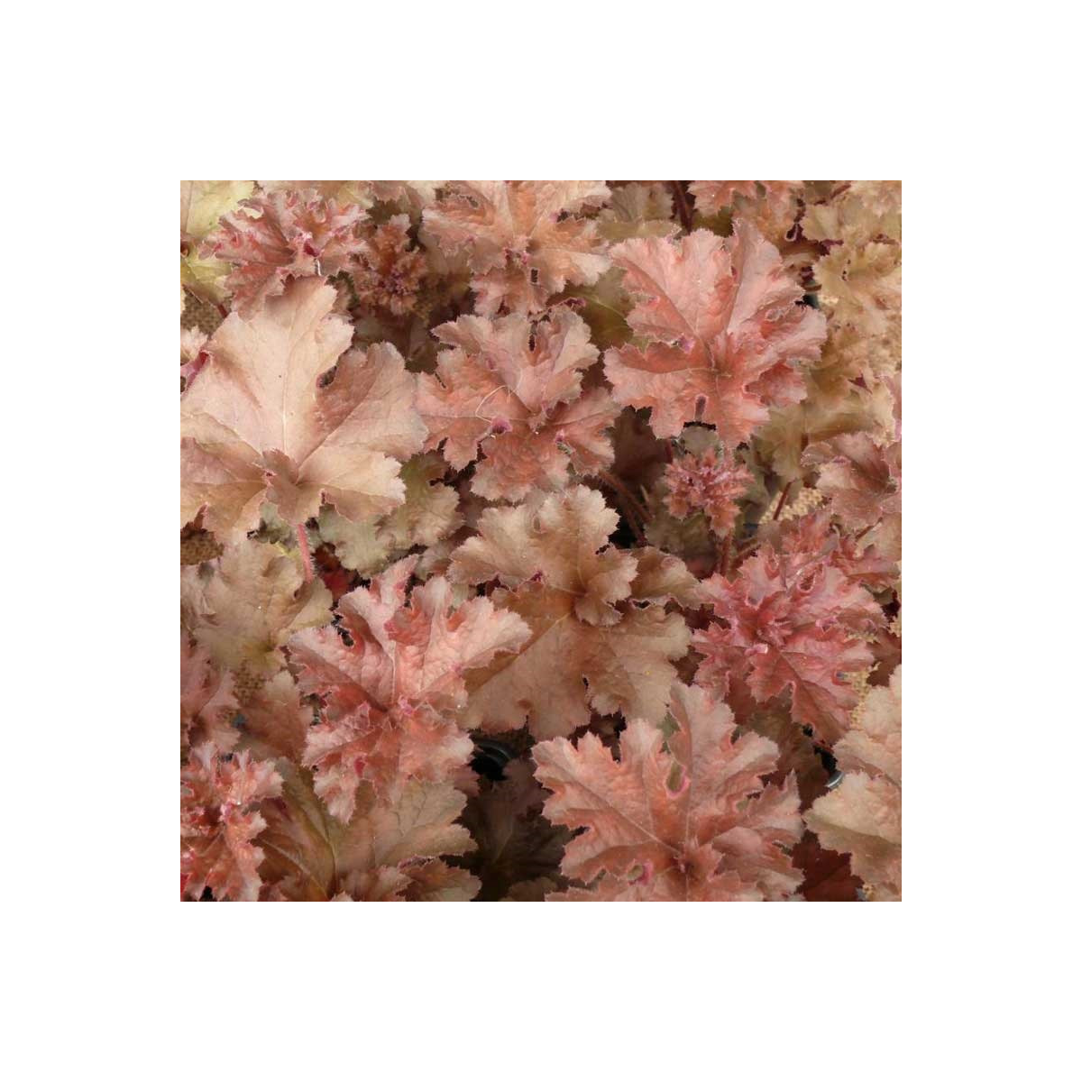 Dlužicha Cappuccino - Heuchera - prostokořenné sazenice dlužichy - 1 ks