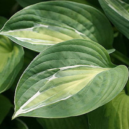 Bohyška - Hosta Snake Eyes - hlízy bohyšky - 1 ks