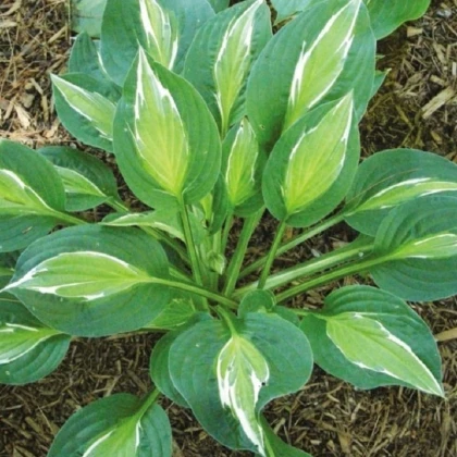 Bohyška - Hosta Snake Eyes - hlízy bohyšky - 1 ks