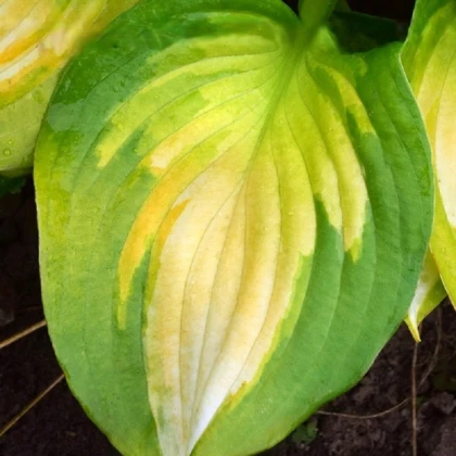 Bohyška - Hosta Banana Bay - hlízy bohyšky - 1 ks