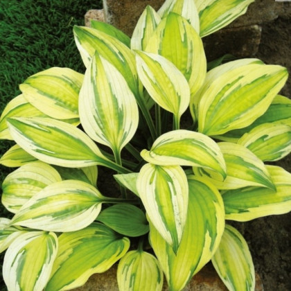 Bohyška - Hosta Captains Adventure - hlízy bohyšky - 1 ks