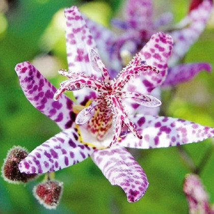 Liliovka Dark Beauty - Tricytris formosana - prostokořenné sazenice liliovky - 1 ks