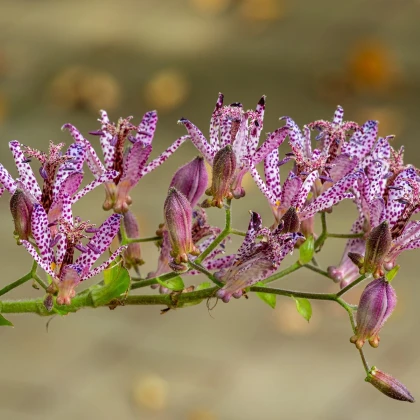 Liliovka srstnatá - Tricyrtis hirta - prostokořenné sazenice liliovky - 1 ks