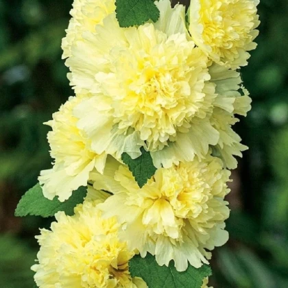 Topolovka Spring Celebrities Lemon - Alcea - prostokořenné sazenice topolovky - 1 ks
