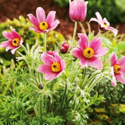 Sasanka różowa - Pulsatilla - sadzonki z gołym korzeniem - 1 szt.