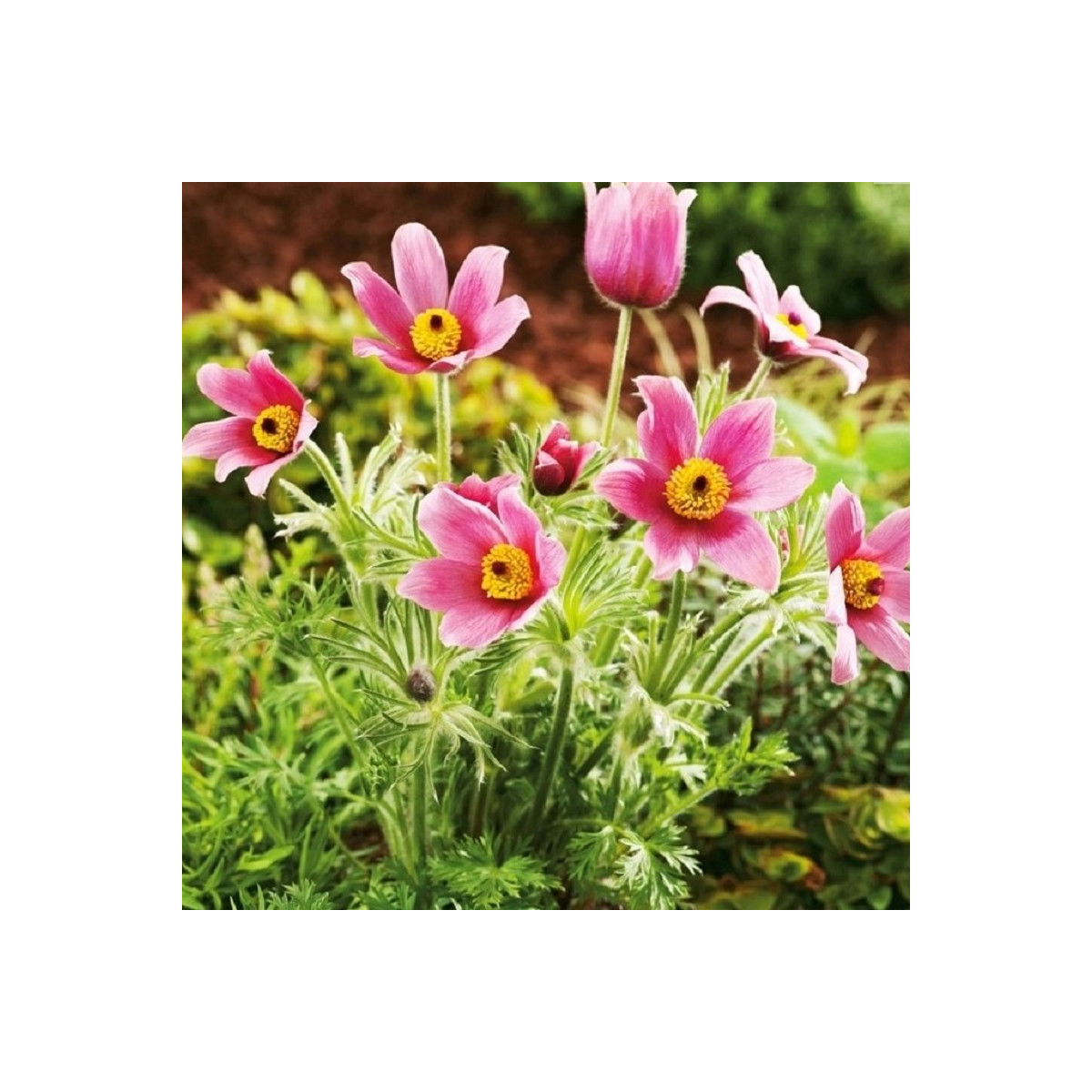 Sasanka różowa - Pulsatilla - sadzonki z gołym korzeniem - 1 szt.