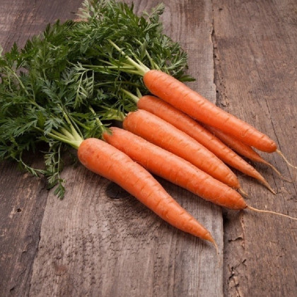 BIO Mrkev raná Touchon - Daucus carota - bio semena mrkve - 200 ks