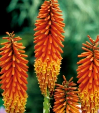 Trytoma pomarańczowa - Igła Kleopatry - Kniphofia - sadzonki trytoma z gołym korzeniem - 1 szt.
