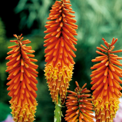 Trytoma pomarańczowa - Igła Kleopatry - Kniphofia - sadzonki trytoma z gołym korzeniem - 1 szt.