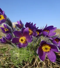 Koniklec modrý - Pulsatilla - prostokořenné sazenice - 1 ks