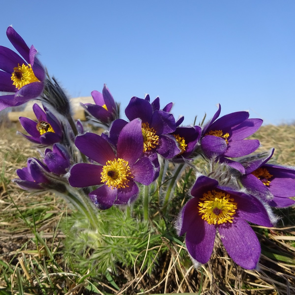 Koniklec modrý - Pulsatilla - prostokořenné sazenice - 1 ks