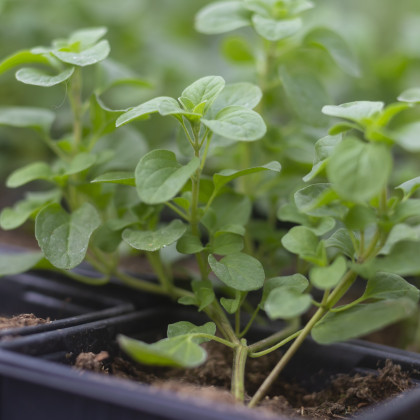 Majoránka Marcelka - Majorana hortensis - semena majoránky - 500 ks