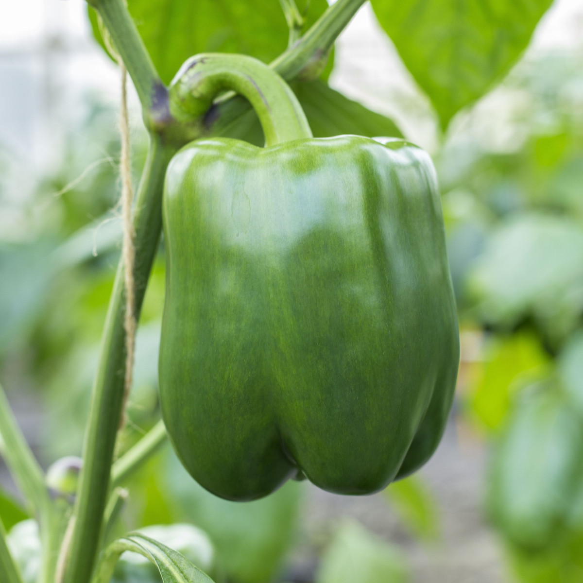 Paprika Beluga green F1 - Capsicum annuum - semena papriky - 5 ks