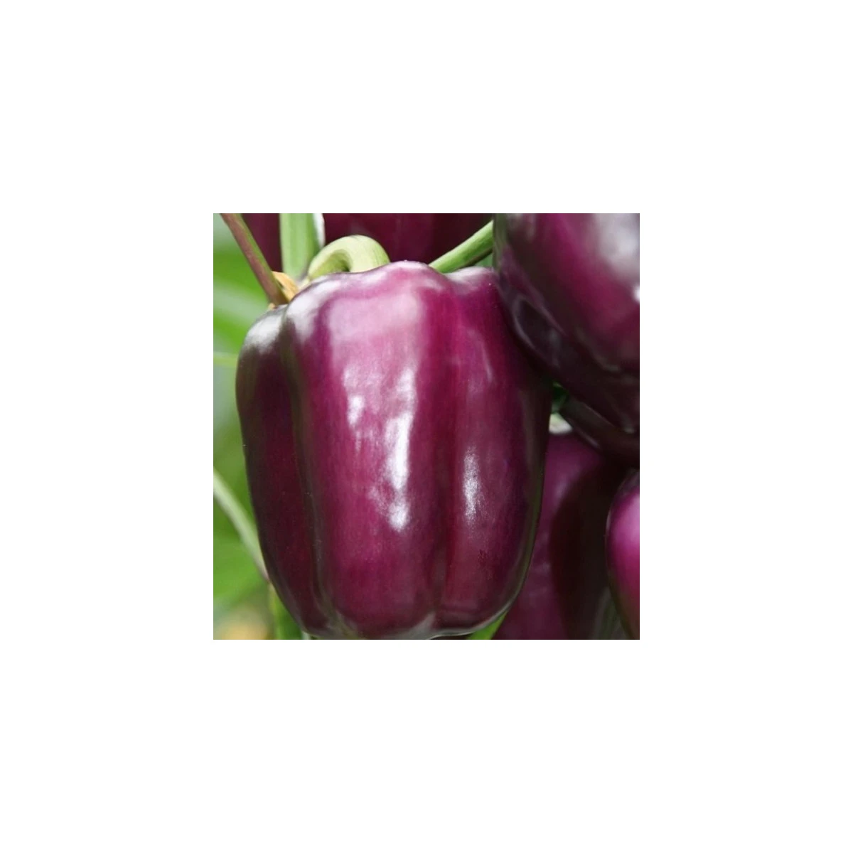 Paprika Beluga Lilac F1 - Capsicum annuum - semena papriky - 6 ks