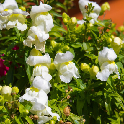 Hledík větší Leo F1 White - Antirrhinum majus - semena hledíku - 20 ks
