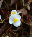 Begónie Marsala F1 White - Begonia semperflorens - semena begónie - 20 ks