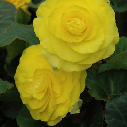 Begónie Nonstop F1 Yellow - Begonia tuberhybrida - semena begónie - 20 ks