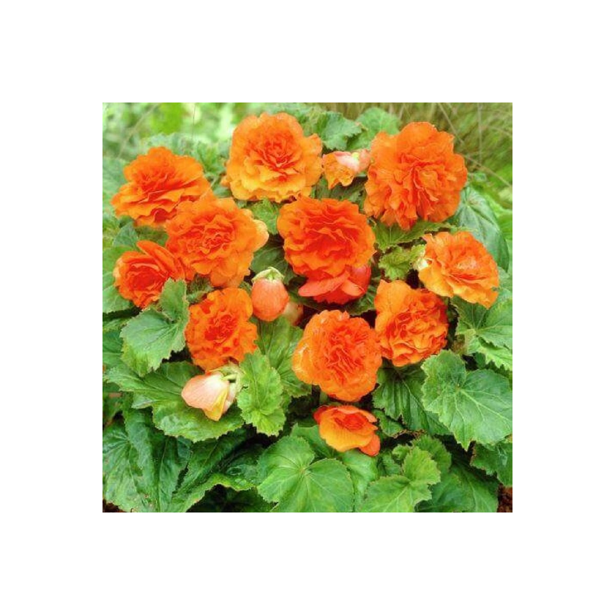 Begónie Nonstop F1 Orange - Begonia tuberhybrida - semena begónie - 20 ks