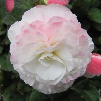 Begónie Nonstop F1 Appleblossom - Begonia tuberhybrida - semena begónie - 20 ks