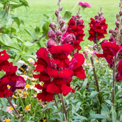 Hledík větší Rocket F1 Red - Antirrhinum majus - semena hledíku - 20 ks