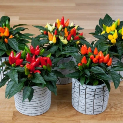 Okrasná paprika Salsa Mix - Capsicum annuum - semena papriky - 7 ks