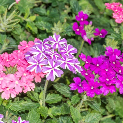 Werbena ogrodowa Tuscany Mix - Verbena hybrida - nasiona werbeny - 15 szt.