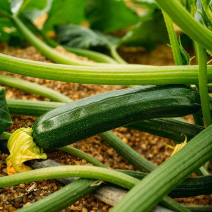 Cuketa F1 Partenon - Cucurbita pepo - semena cukety - 5 ks