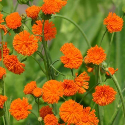 Emilia javanica Irish poet - semena emilie - 230 ks