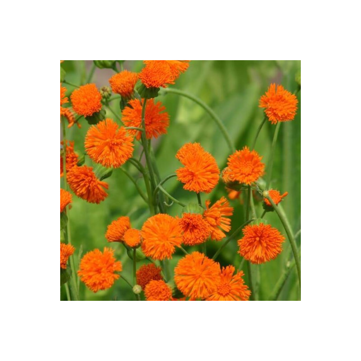 Emilia javanica Irish poet - semena emilie - 230 ks