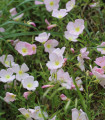 Pupalka růžová kobercová - Oenothera speciosa - semena pupalky - 50 ks