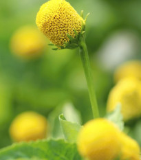 Plamatka zelná Homer - Spilanthes oleracea - nasiona plamatki - 60 szt.