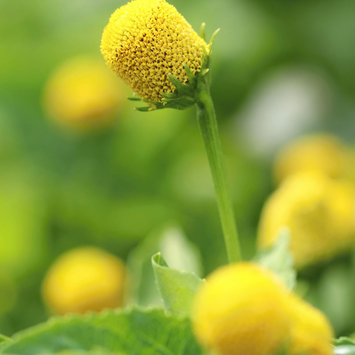 Plamatka zelná Homer - Spilanthes oleracea - nasiona plamatki - 60 szt.