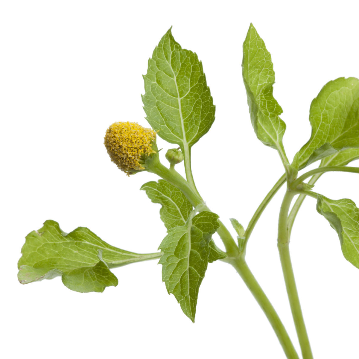Plamatka zelná Homer - Spilanthes oleracea - nasiona plamatki - 60 szt.