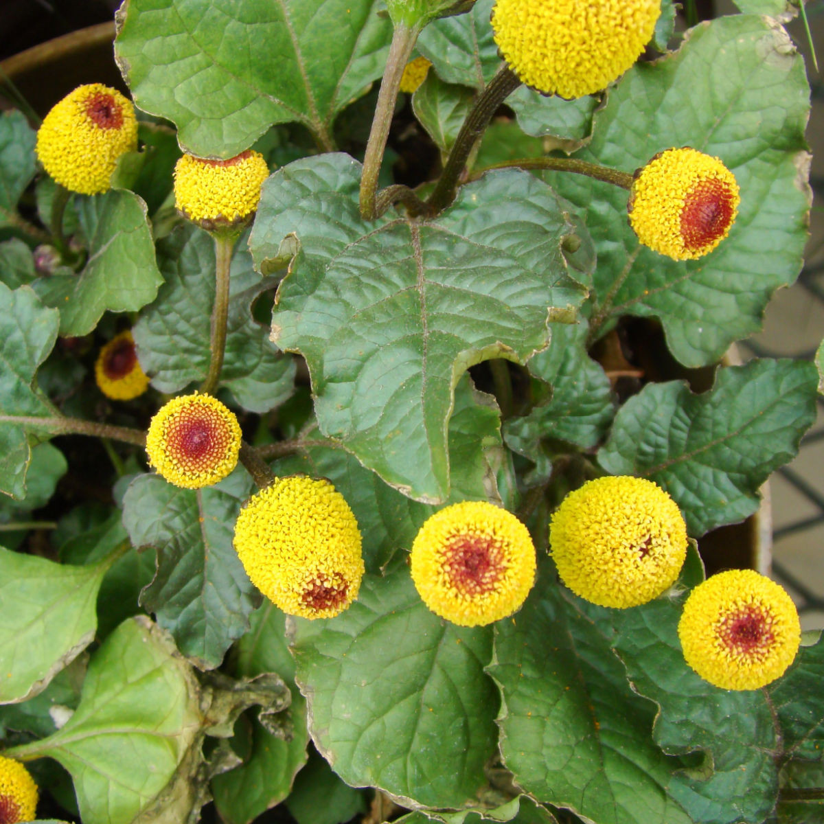 Plamatka zelná Peek-A-Boo - Spilanthes oleracea - semena plamatky - 10 ks