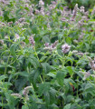 Máta dlouholistá Horse mint - Mentha longifolia - semena máty - 0,1 g