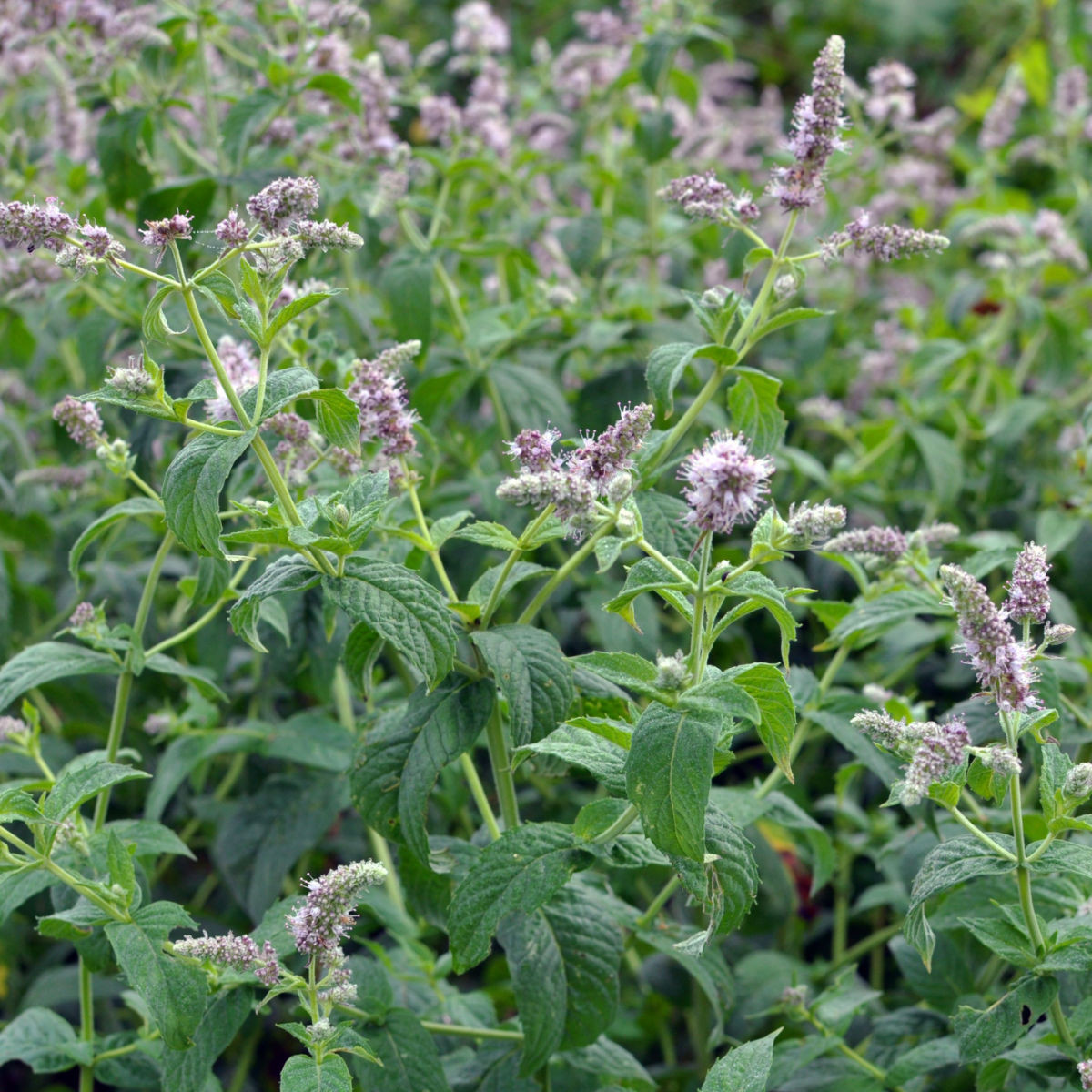 Máta dlouholistá Horse mint - Mentha longifolia - semena máty - 0,1 g