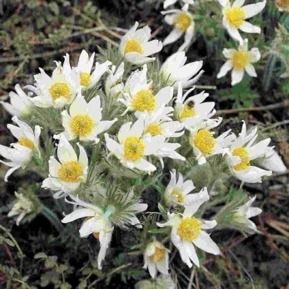Koniklec obecný White Bells - Pulsatilla vulgaris - semena koniklece - 20 ks