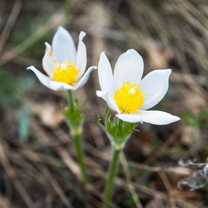 Koniklec obecný White Bells - Pulsatilla vulgaris - semena koniklece - 20 ks