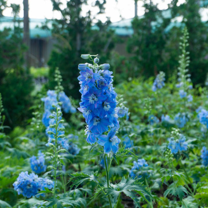 Stračka Magic Fountains Sky Blue - Delphinium cultorum - semena stračky - 50 ks