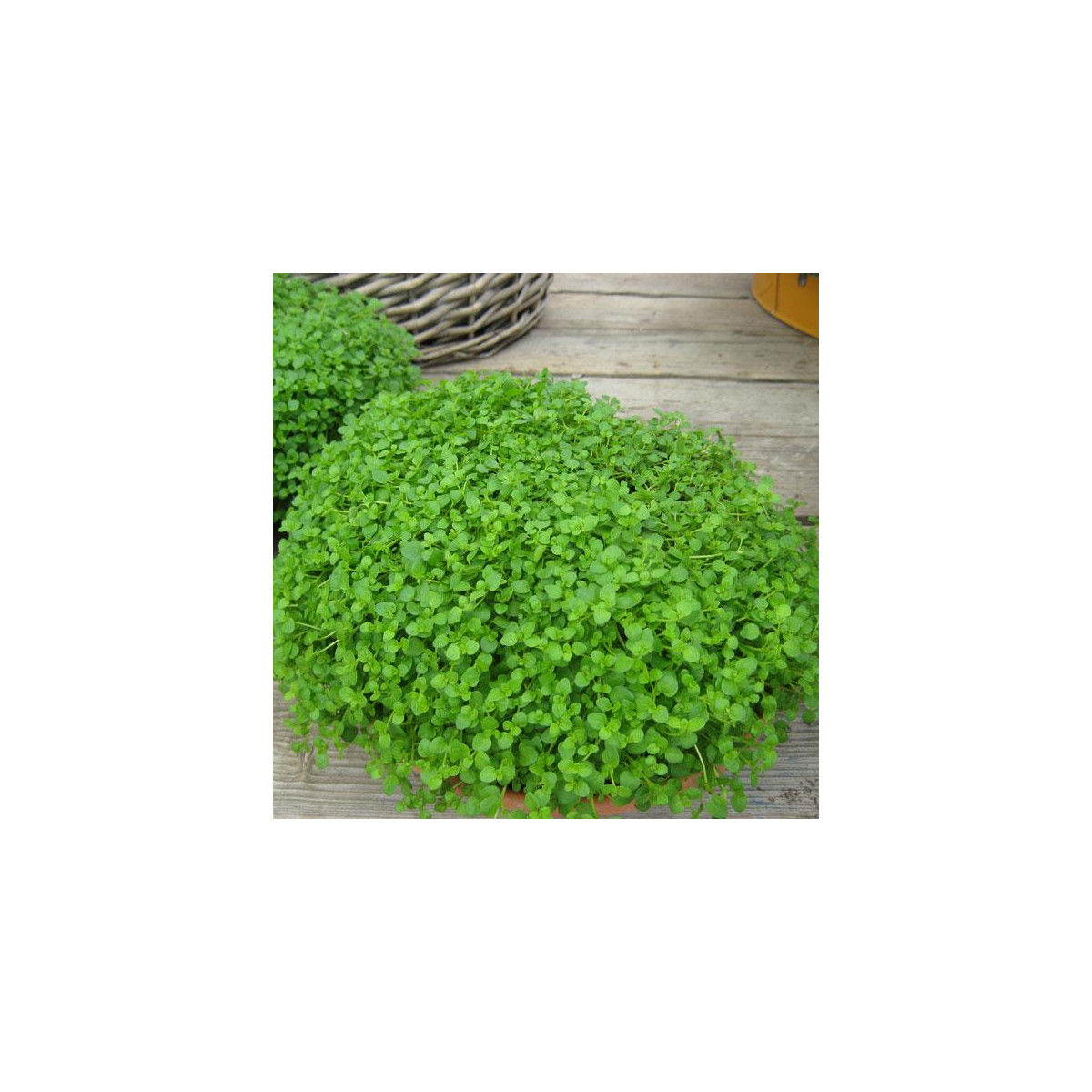 Máta peprná Mini Mint - Mentha piperita - semena máty - 20 ks