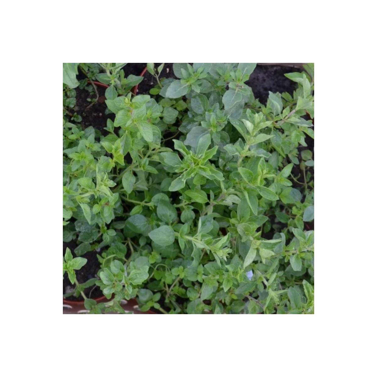 Řecké oregano Kreta - Origanum hirtum - semena oregana - 200 ks