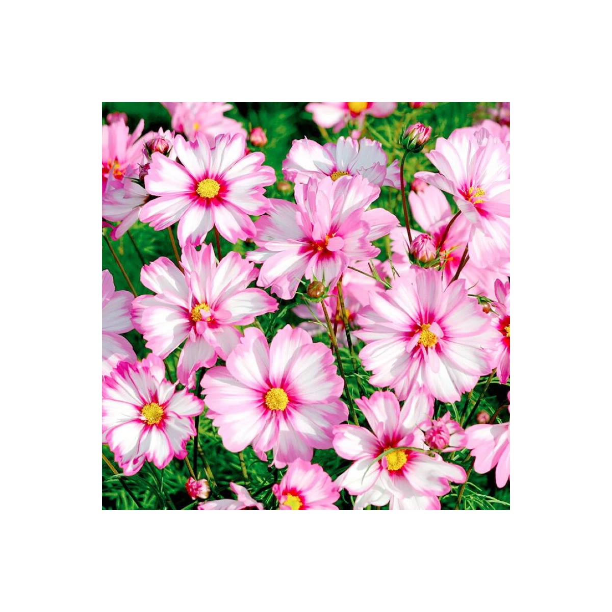 Krásenka zpeřená Cosmira Bicolor - Cosmos bipinnatus - semena krásenky - 20 ks