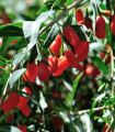 Kustovnice goji červená - sazenice goji - 1 ks