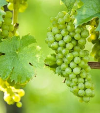 Réva vinná - Vitis vinifera - sazenice révy - 1 ks