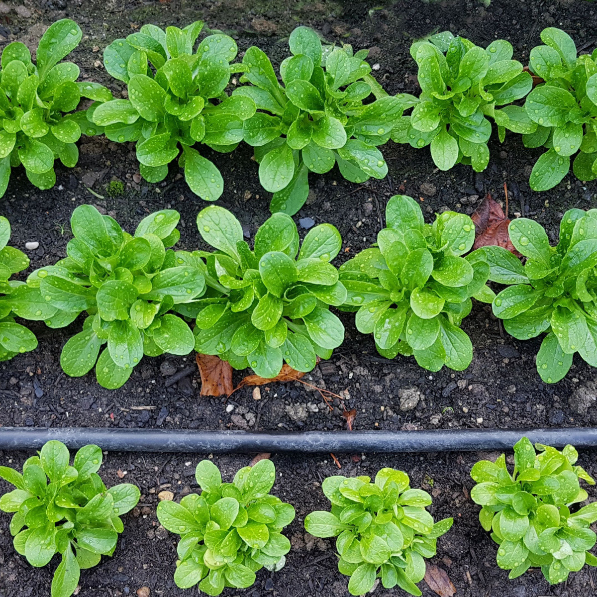 Semena polníčku Favor - výsevní pásek - 5 m