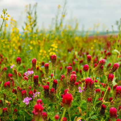 Bylinná směs pro drobnou zvěř - semena Kiepenkerl - směs - 1 kg